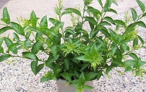 『家里』这几种花只看叶子可不行,这是它们的障眼法,别当新鲜菜炒着吃