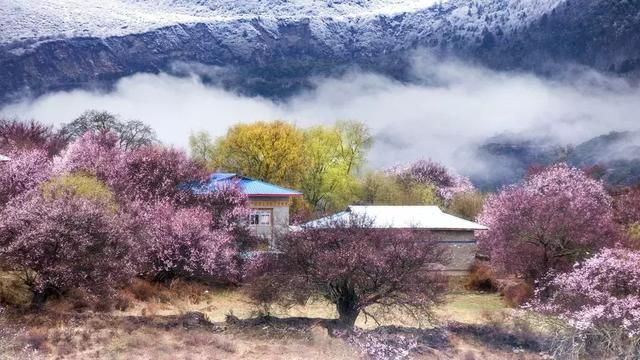 2019年，去林芝看桃花！