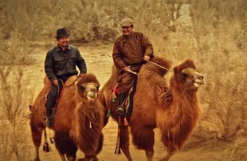 为何沙漠中驼人的骆驼都是公的，母骆驼哪去了？看完终于明白了