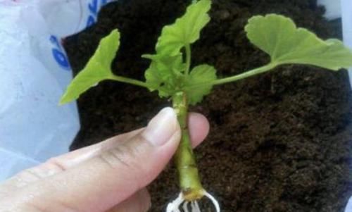 枝条■偷偷告诉你,别去买“2种花”,在家用枝条“扦插”,繁殖30盆!