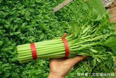  [南方]生来本是高贵菜，贵族才能吃上，如今南方泛滥，一把只卖1