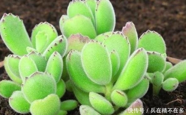 『夏季』夏季养花,飞虫成了家中常客?学会防治手段,它们不再嗡嗡作响