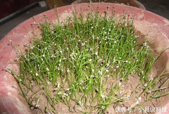  [种菜]2种菜，在阳台、院子里种一些，以后不用播种，年年都有收获