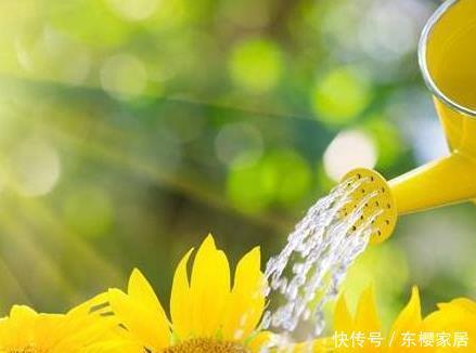 「土壤是白色」夏天养花浇一盆死一盆?学会这三种浇花小技巧,让花安心度夏