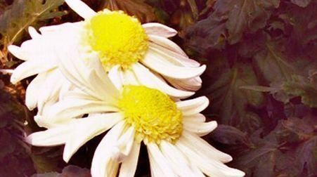  『优良』喜欢菊花，不如养盆优良名菊“黄水明珠”，花似荷包蛋，美丽高雅