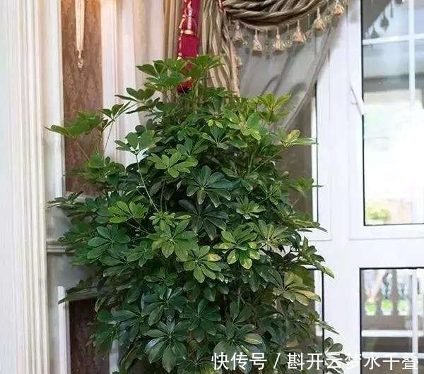  [土壤]招财树换盆，3个原则不能错，7天就缓苗，叶片多，八方来财