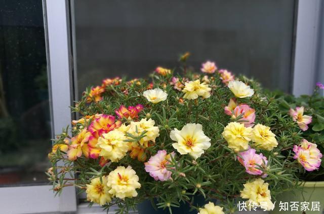  【扦插】扦插太阳花，记住1点，7天就开花，还能开成大花球，一次上百朵