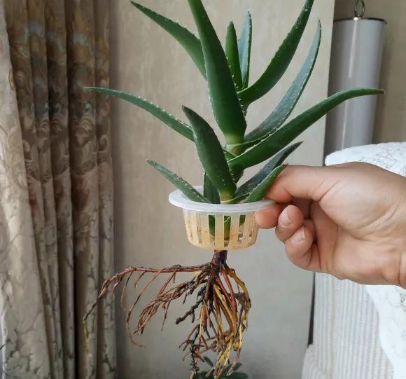  #水里#芦荟发财树黄叶又烂根？赶紧扔水里，越长越来劲