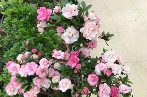  『晒伤』怎样判断杜鹃花黄叶掉叶是被强光暴晒造成的？晒伤的杜鹃花怎么办