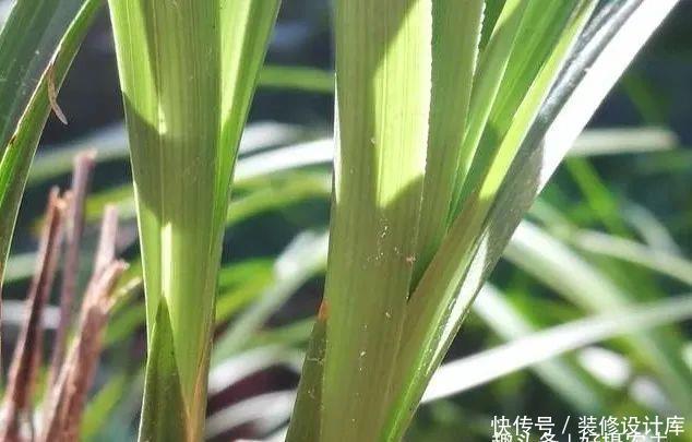 【最怕】兰花服盆期最怕什么?秒懂什么是退草,兰花成活不是问题