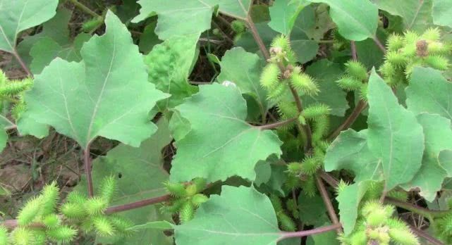 道地药材之苍耳子