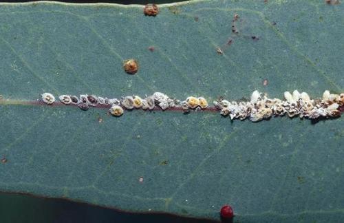 刺吸害虫真可恶，骚扰我家阳台上的花，看我如何治你！