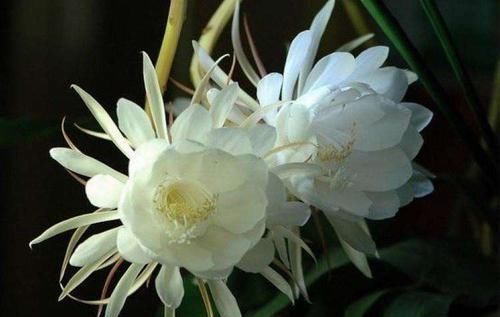 「短暂」“月下美人”昙花，“一现”虽短暂，学会养护，年年有的开。