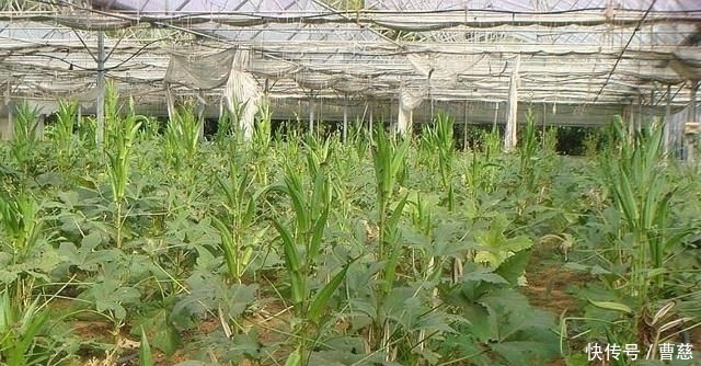  [农民朋友们]农村一种蔬菜，从一斤卖3元到15元，收益翻倍，但农