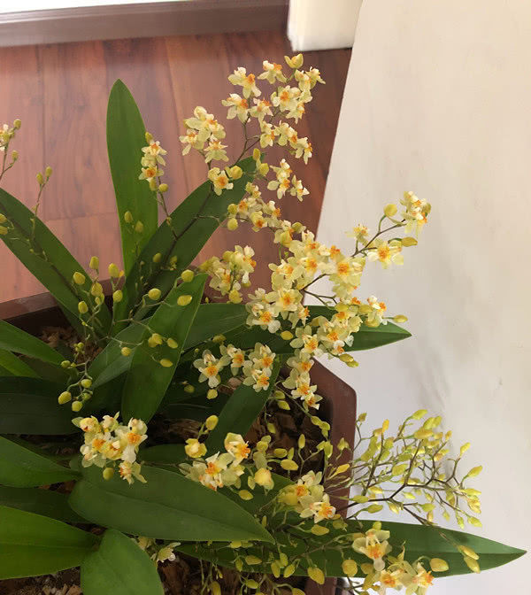  沁人心脾：花香最好闻的植物，花开“满屋飘香”沁人心脾，是室内盆栽佳品！
