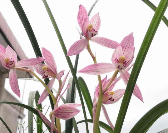  「植物」兰花有“癖好”,满足不了这几点,就不开花