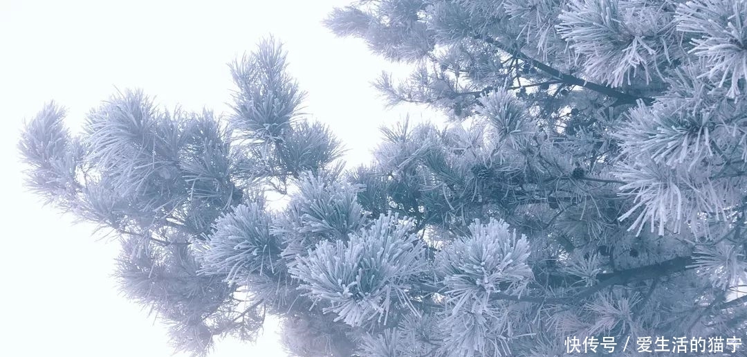 恍若仙境!吉林雾凇今冬首现身!