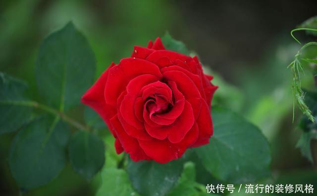  『花无』月季——只道花无十日红，此花无日不春风
