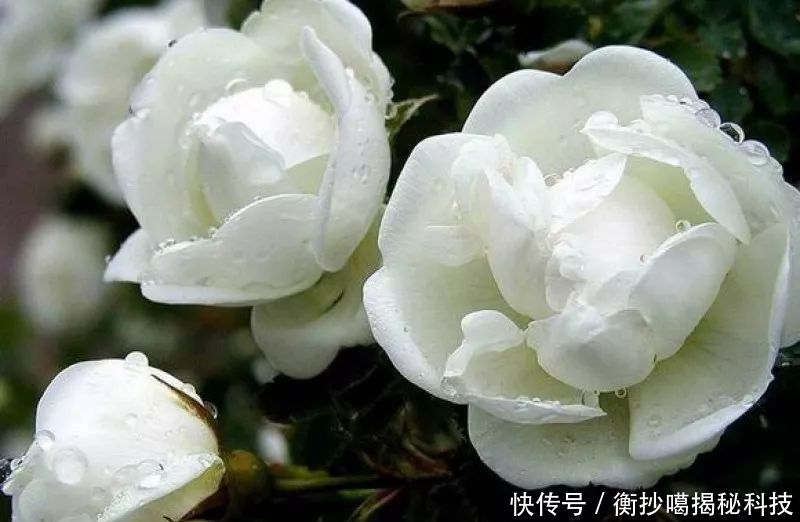 小妙■养花小妙招,花开爆满盆