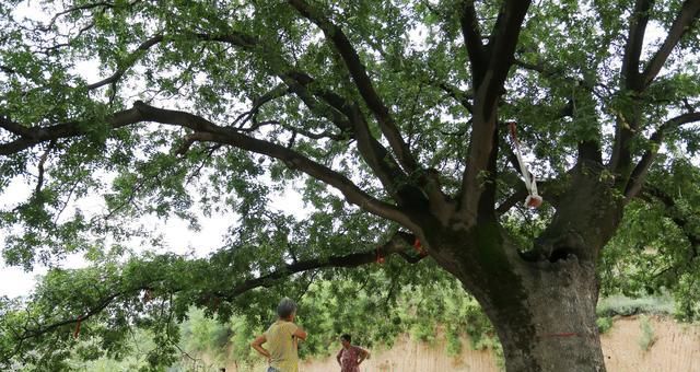  「皂角树」农民几年前种植皂苷时，皂苷当时30元1斤，但现在面临