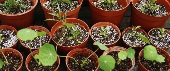  『绿萝』这花花期100天，一个枝条扦插一盆，叶子像荷叶，比绿萝漂亮好养