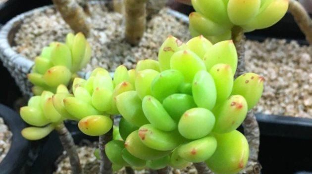  「高温」这些多肉植物，夏天别买，高温难养活！
