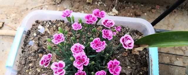  「观赏价值」这种盆栽花耐寒，在东北也能栽培，四季开花，观赏价值高，冬天也能栽培