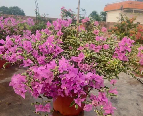  『效果图』只要狠心，没有改造不了的三角梅盆景，看到效果图后太喜欢