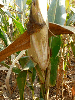  「玉米」刚在老家地里看到的画面，是谁的爹娘？很多人看完湿了