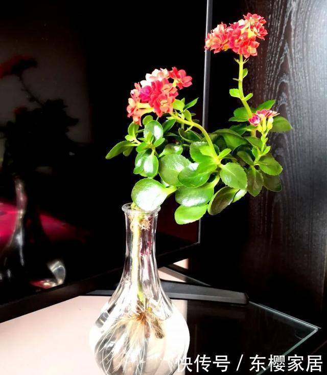 #试试#养不好的花,试试无土水培,几天长出大白根,还能开花呢!