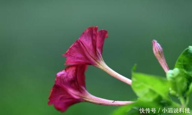  『阳台』适合养在阳台的3种花，晒得越狠开花越好，夏天也能赏花，美极了