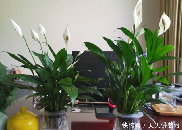  懒人：没时间打理该如何养花？家养6款''懒人花''，可观赏、净化空气