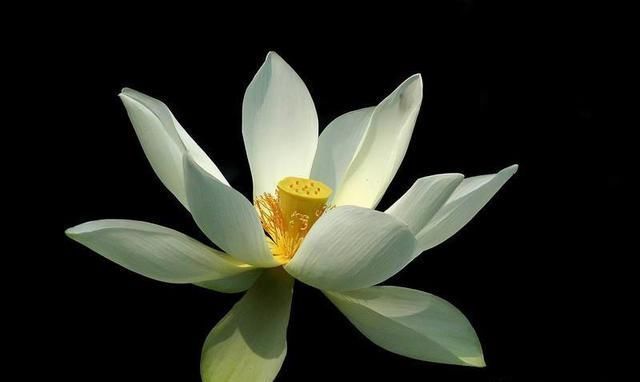 手机摄影：手机拍摄花卉，如何实现黑色背景？