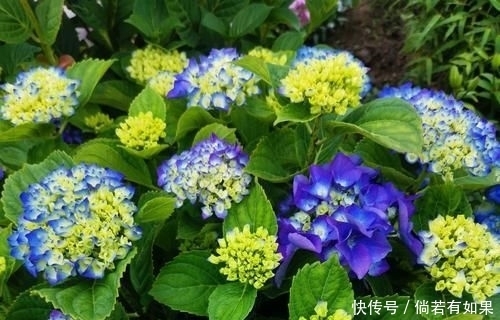 『位置』喜肥的绣球花该怎么施肥?用错肥比不施肥更危险,容易烧苗枯苞