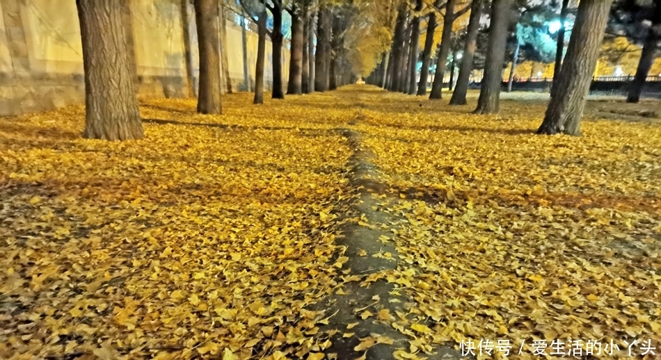 夜晚走进没有游人的钓鱼台银杏林,金色的银杏大道,落叶缤纷醉美