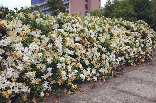  [花香]1种花能养50年，叶子油亮，开花勤，花香扑鼻！