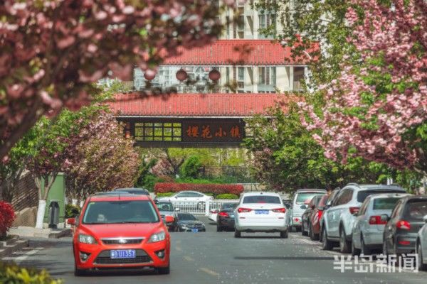  模式■同安路樱花小镇开启花海模式 花朵接连成片娇艳绽放