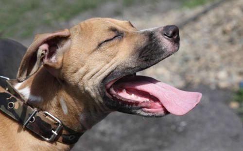 回族不吃猪、藏族不吃鱼、满族不吃狗，那么汉族人不能吃啥食物？