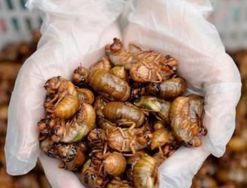  「开张」山东最大的露天金蝉早市开张，日交易量超10万元，变蝉