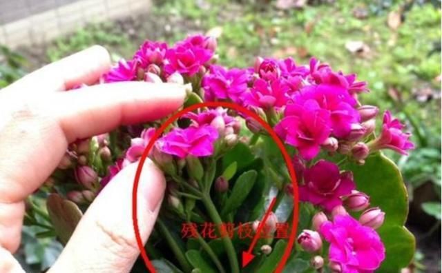  剪枝@长寿花开败了就要剪枝重插?原来如此!