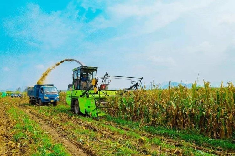  玉米■熟玉米卖不上价，这些种植户想了个办法，没熟直接割，卖