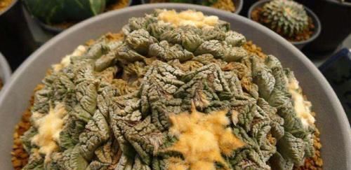  「种多肉植物」这些多肉植物非常珍贵，甚至有的从来没见过，你认识几种？