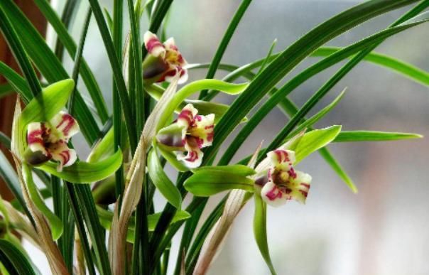  新芽■夏天养兰花，‘神水’喷一喷， 瞬间长新芽，长势特旺，根壮开花多