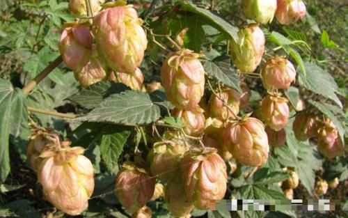  「价值」此物的花朵，当今价值极高，山坡遇见，请别摘去玩