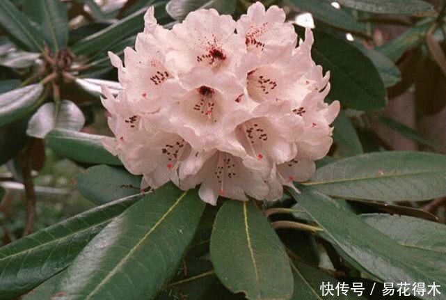 「杜鹃」国家Ⅱ级珍稀濒危物种|花色妖娆的大王杜鹃