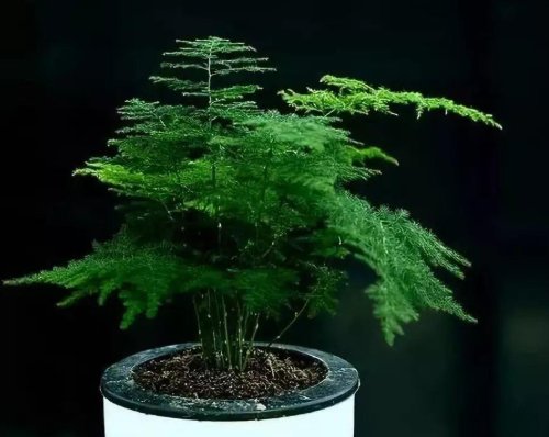  【夏季】夏季阴雨连绵时，4种绿植不要淋雨，不然烂根救不活，空盆收场