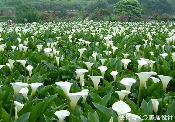 【狄特】美神阿弗洛狄特都嫉妒的马蹄莲，既是纯洁秀挺，又是多彩艳丽