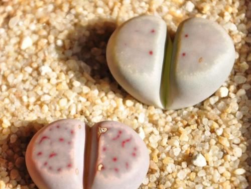 『石头花的养殖方法』花卉种植技术：种植多肉石头花，简单一招让“小石头”爆盆生长！