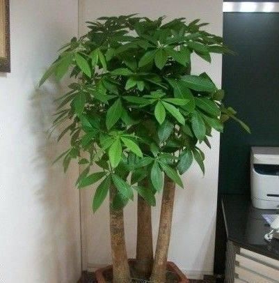  家里：越来越多人养此“2种树”，寓意好！以后别说家里不种树了