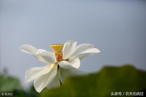 俗语热在三伏,冷在三九,三伏天哪一伏最热?